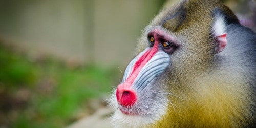 wat is een monkey trap?