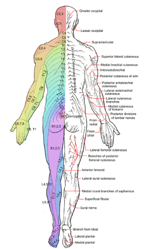 Het menselijk zenuwstelsel